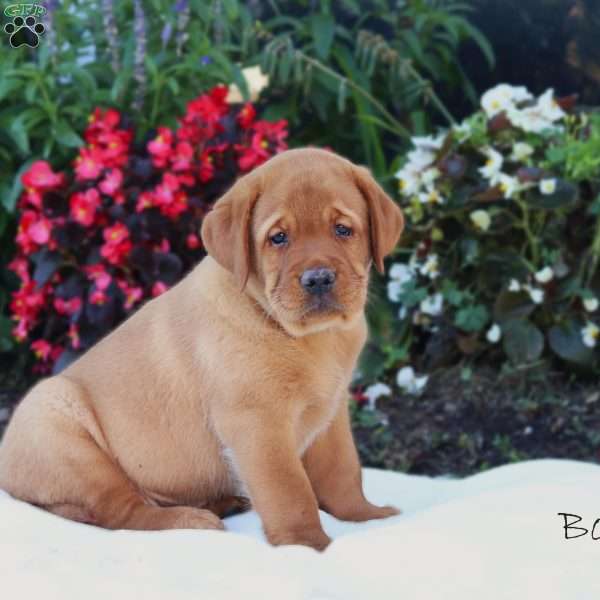 Boomer, Fox Red Labrador Retriever Puppy